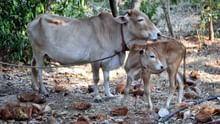 Vechur Cow: World’s Smallest Cattle Breed from Kerala with Big Benefits for Farmers