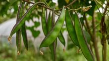 Lablab Bean: A Nutritious and Profitable Choice for Farmers