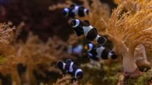 ICAR-NBFGR Develops Designer Clownfish through Selective Hybridization, Promoting Ornamental Fish Farming