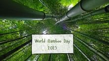 World Bamboo Day 2025: Celebrating the Power of Nature’s Fastest-Growing, Eco-Friendly Wonder