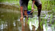 Kharif Sowing Crosses 1,110 Lakh Hectares; Rice, Maize Rise, Oilseeds Decline
