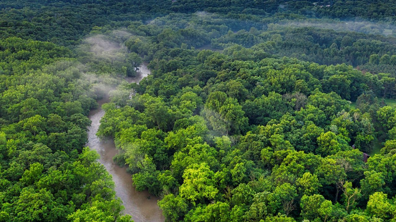 Deforestation Slows Globally; India Moves Up To 9th Position In Forest Area: Report