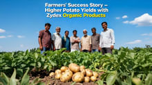 Zydex’s Organic Solution Has Become Farmers’ First Choice for Potato Farming, Improving Yields and Soil Health