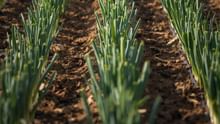 PAU Secures Rs 2.51 Crore Funding for International Research Project on Onion Breeding