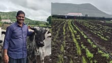 Farmer Who Heals Through Soil: The Inspiring Journey of Pratap Nivrutti Bankar from Nashik