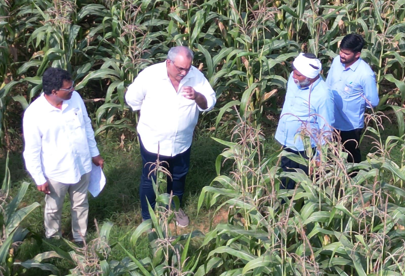 Can Maize Cultivation Help Farmers Move Towards Sustainable Farming Practices?