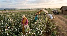 India's growing cotton import dependence calls for embracing technology and enabling policy reforms: Dr R.S. Paroda