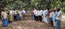 From Traditional Orchards to Climate-Smart Mango Farming: How Project Unnati is Transforming Mango Cultivation in Andhra Pradesh