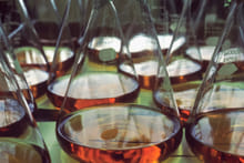 Thymalin: Immunological Signaling and Genetic Regulation Studies