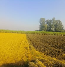 Weed Management in Wheat: Does Tillage Make a Difference?