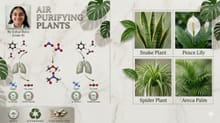 Air-Purifying Plants: Nature’s Quiet Solution for Cleaner Indoor Air