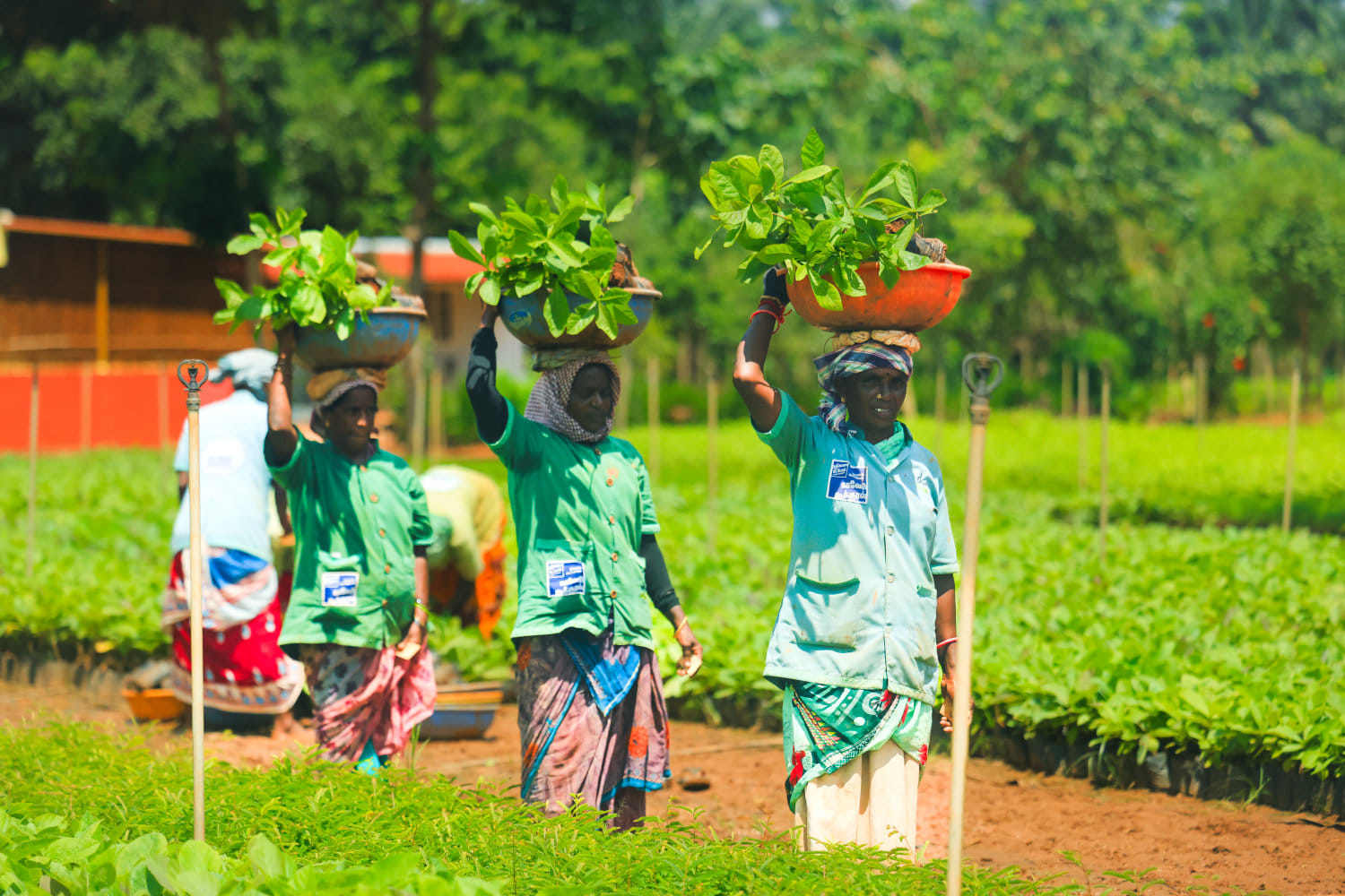In Pictures: Cauvery Calling’s Journey to 13.4 Crore Trees and Sustainable Farming