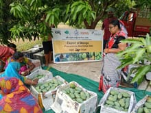 Odisha SHG Sends 7.5 Quintals of Amrapali Mangoes to London, Showcasing Odisha’s Global Agri Reach