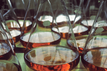 Thymalin: Immunological Signaling and Genetic Regulation Studies