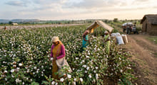India's growing cotton import dependence calls for embracing technology and enabling policy reforms: Dr R.S. Paroda