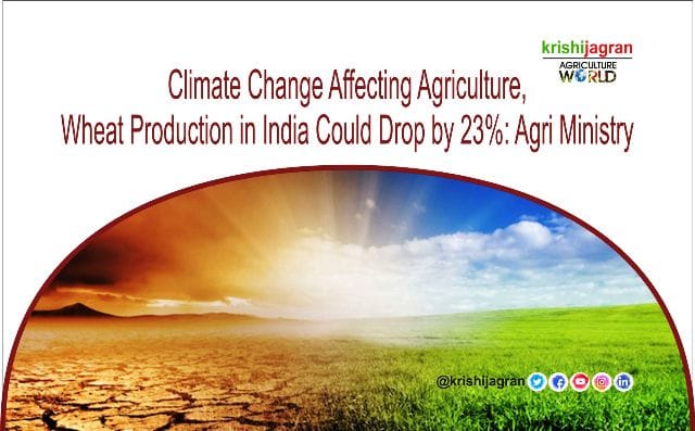 Climate Change Affecting Agriculture, Wheat Production in India Could ...