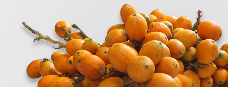 Stress for Separate board of Arecanut