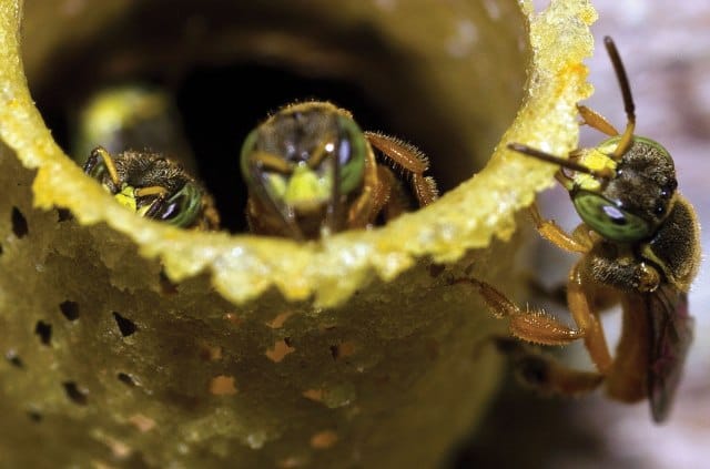 The Holy bee, who will never hurt you : DAMAR