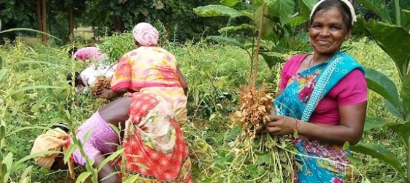 Odisha Govt. Signs Agreement to Promote Agriculture Enterprises in ...