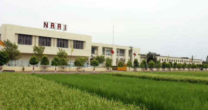 Mprri Rice Richeria NRRI Organizes ‘Rice Walk: Walk with Rice, Know Your Rice’ Programme