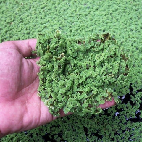 1 AZOLLA, Numerous Uses : from FARM TILL DAIRY