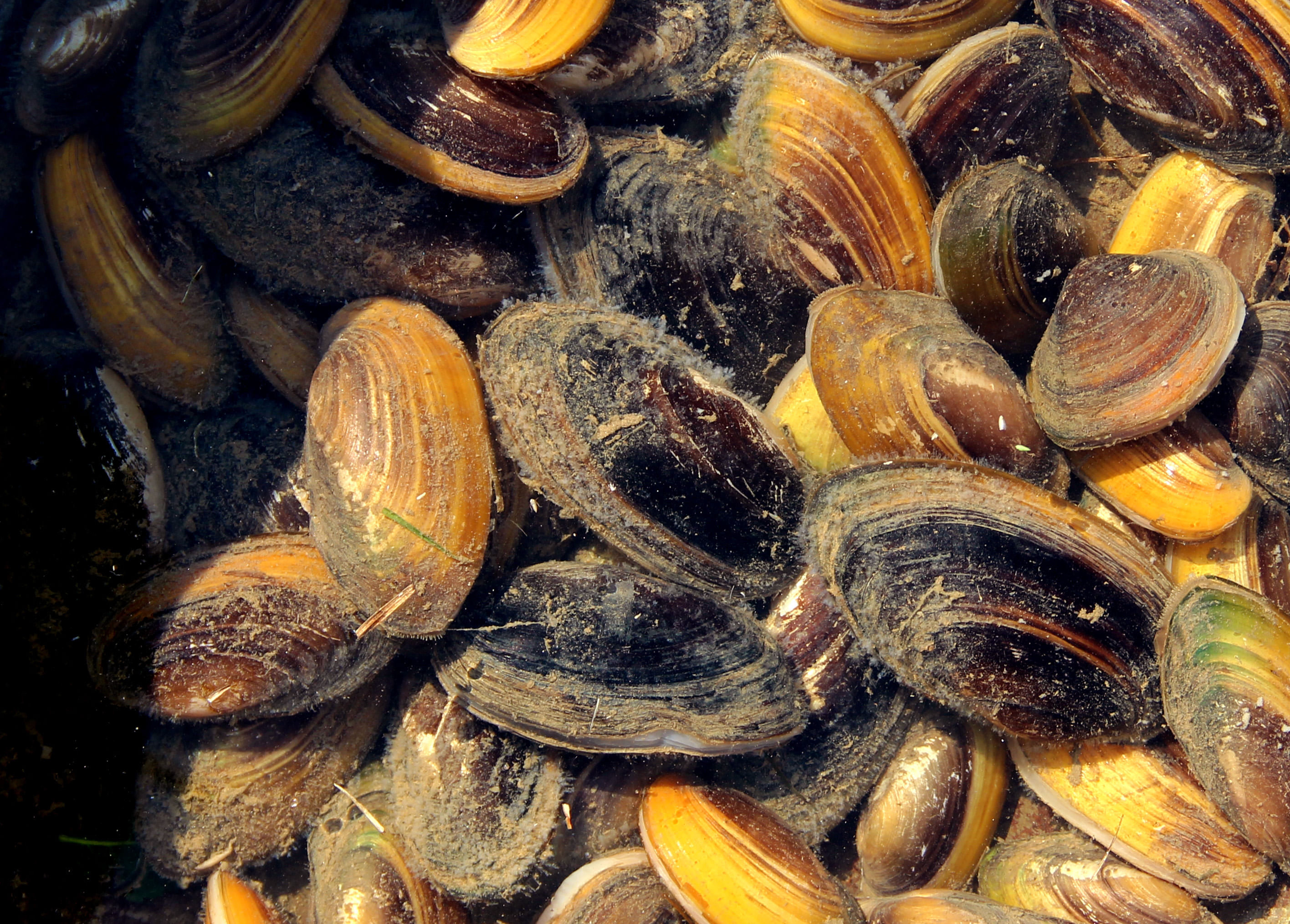 Shells to be operated for pearl