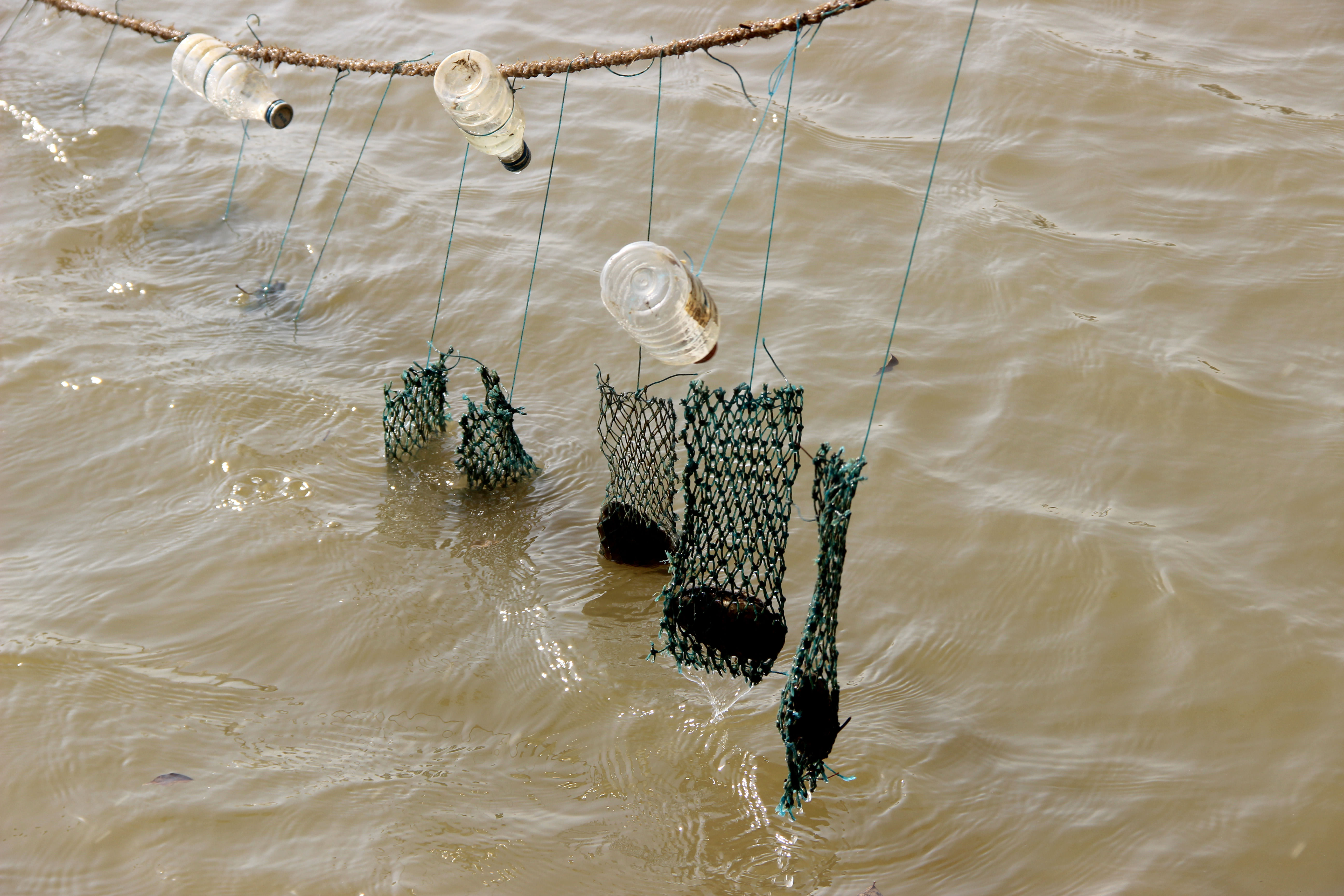 Operated pearls floating in the pond.