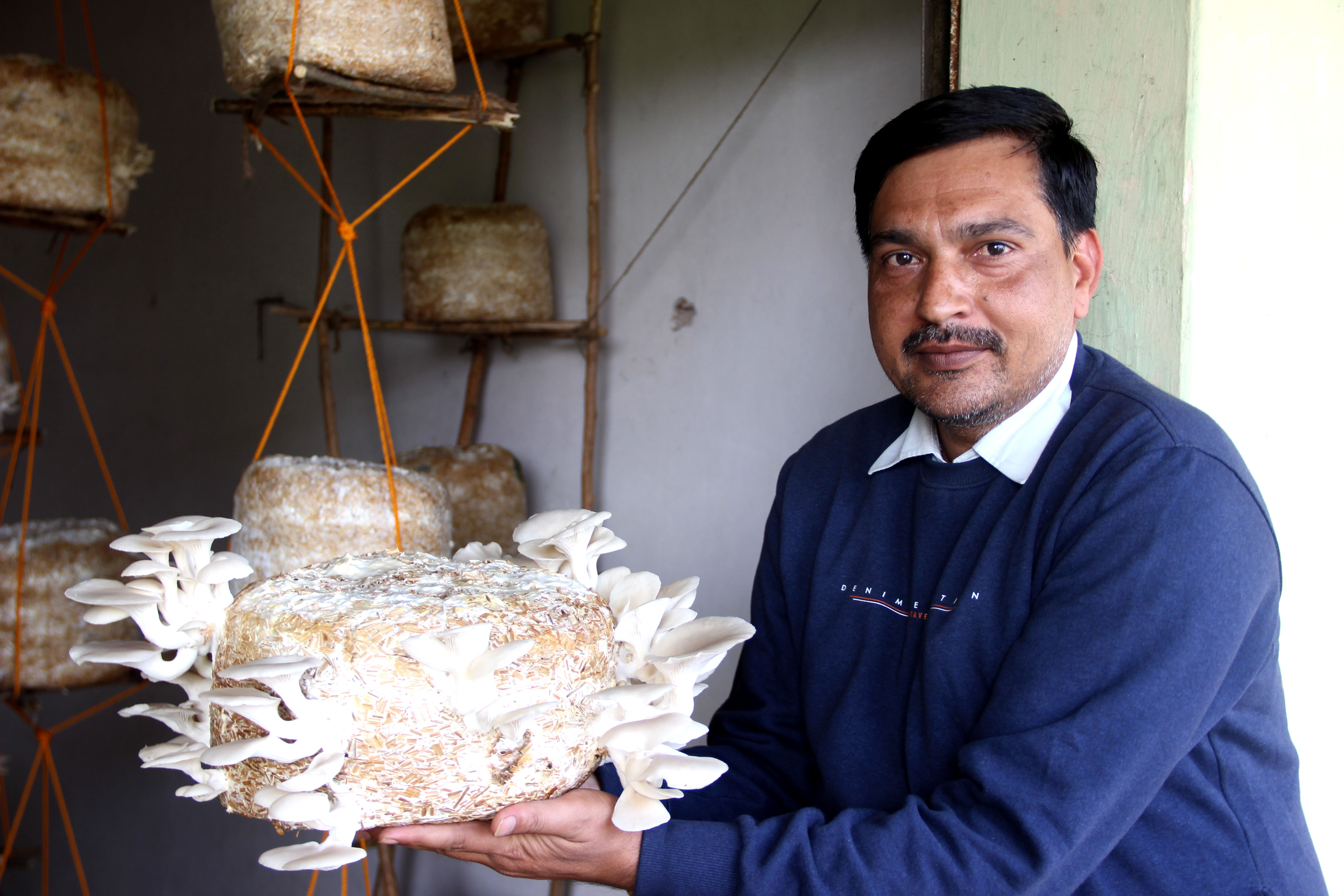 Mushroom farmer : Vinay Chaudhary showing his experimental indigenous mushroom