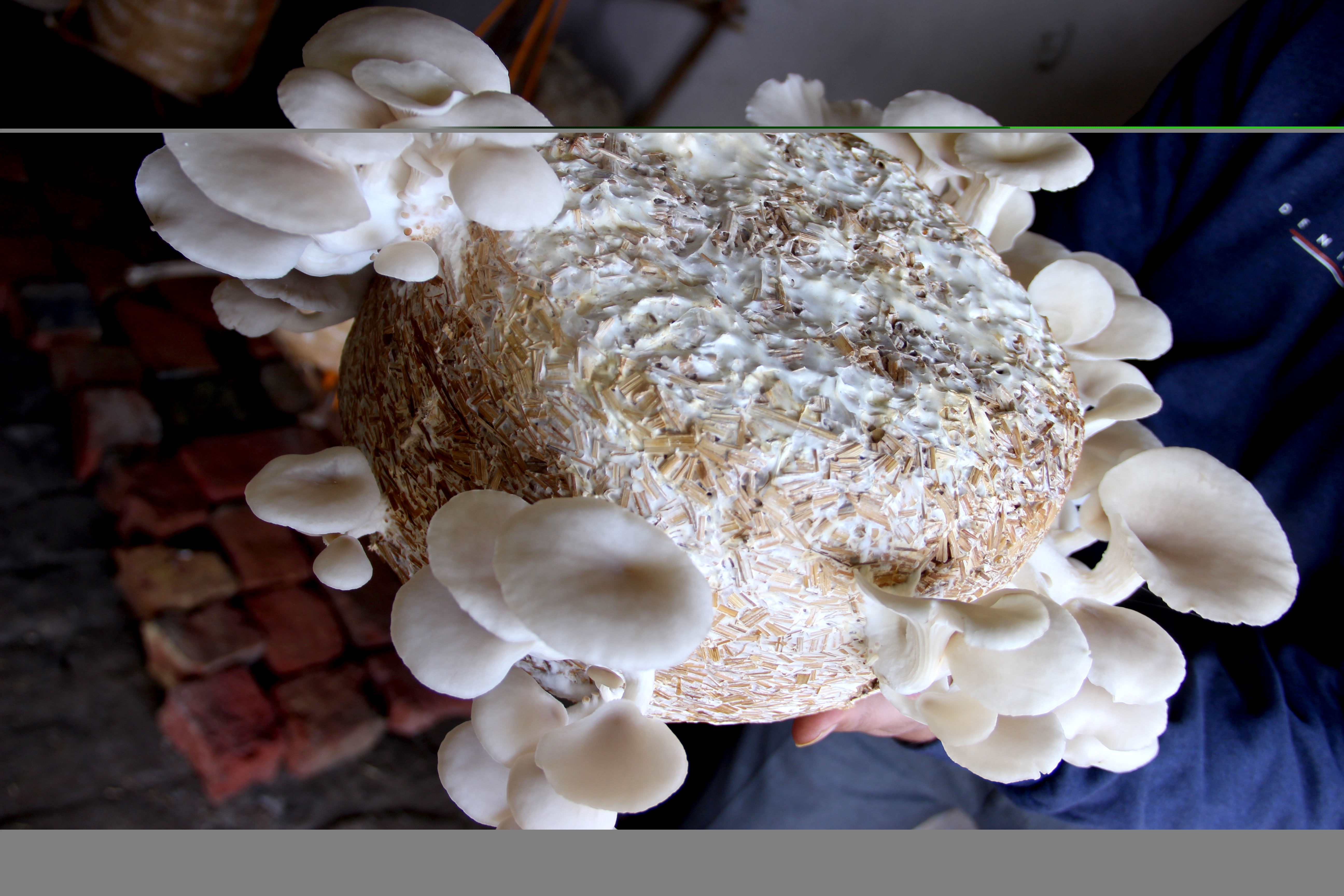 beautiful indigenous mushroom