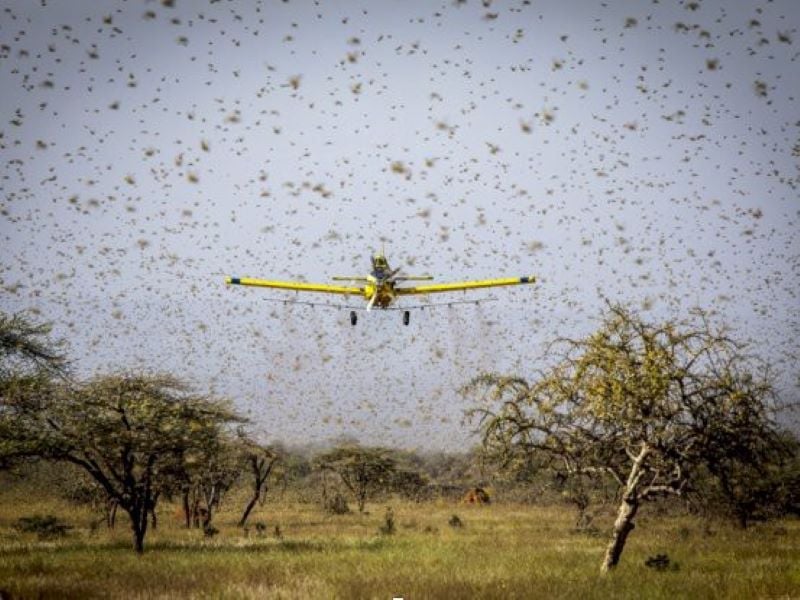 Drones to be Used at Night to Fight the Locust Swarms: Agriculture Ministry