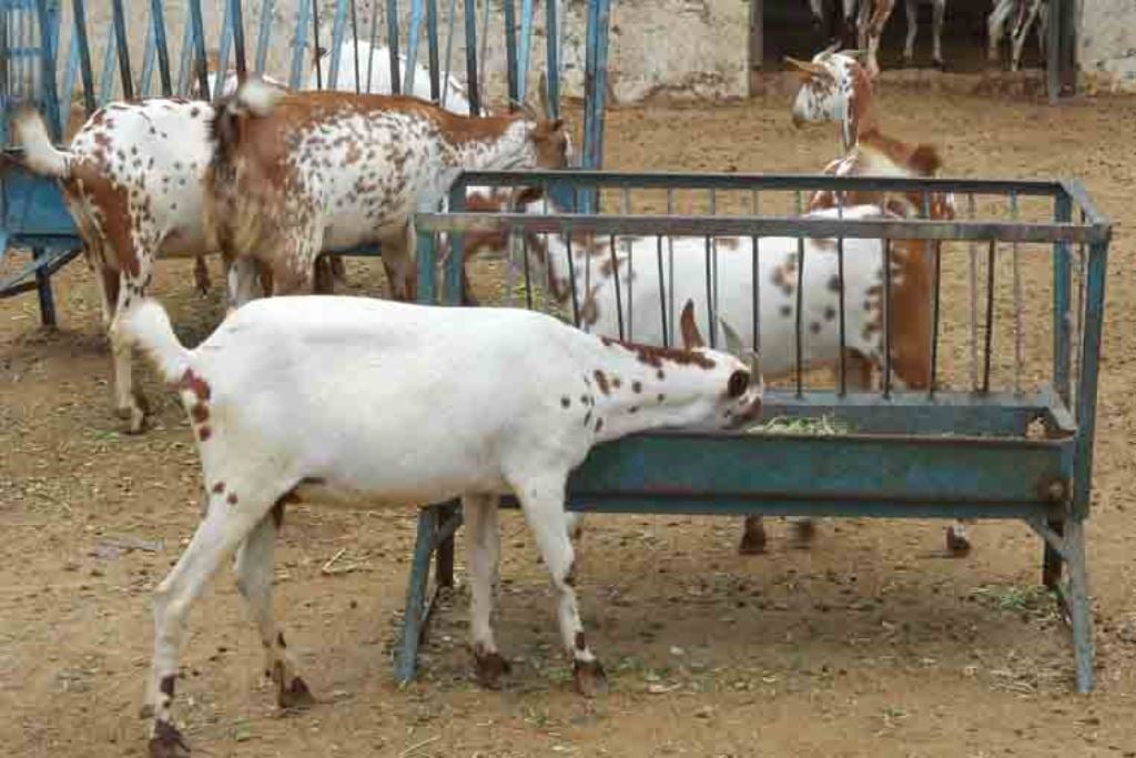 Good News Goat Farmers! New Online Market Place to Sell Goats