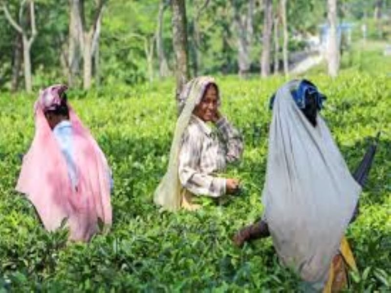 Excess Rains May Cause Long Term Damage To The Tea Industry excess-rains-may-cause-long-term-damage-to-the-tea-industry