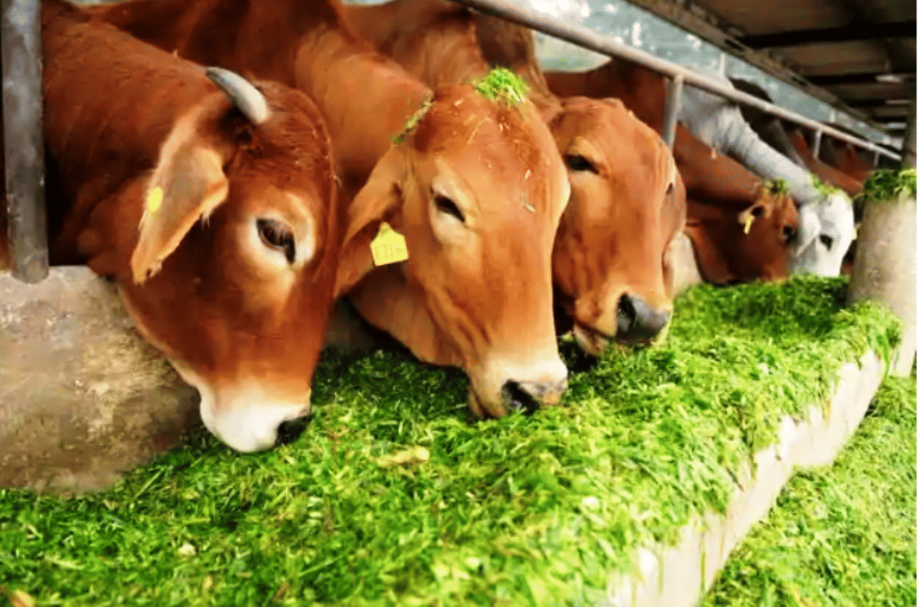 NDDB Launches Call Centre for Dairy Farmers; Get All Information ...
