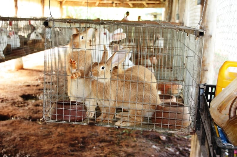 How to make Rabbit Rearing a Profitable Business?