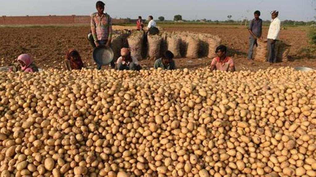 What are the Different Varieties of Potato Grown in India