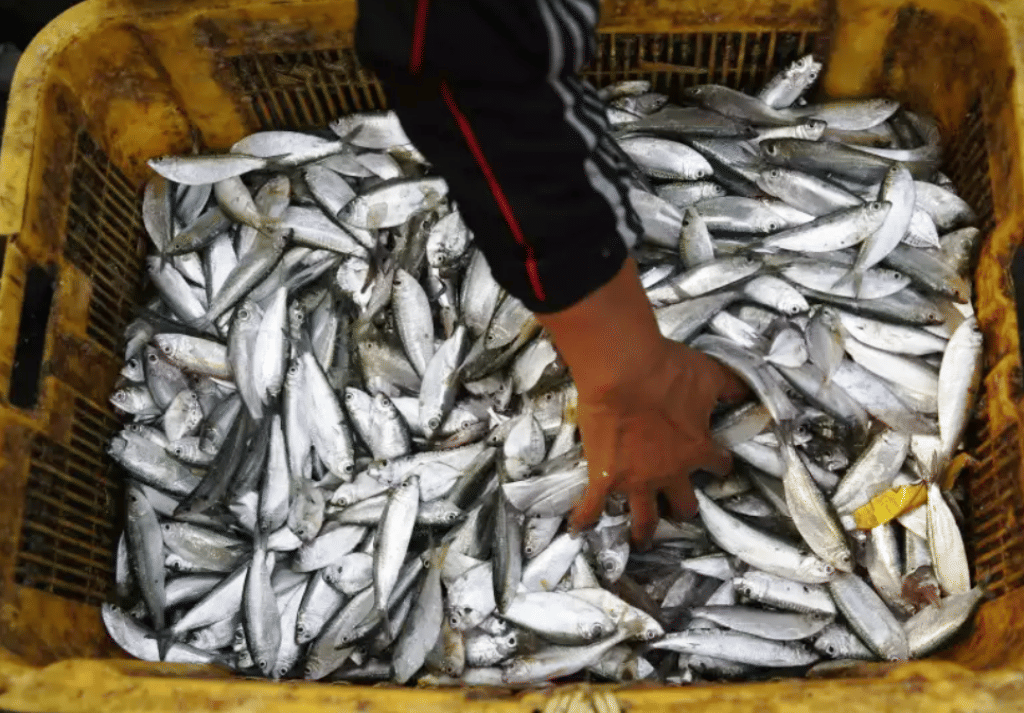 Fish Scheme PMMSY: Pradhan Mantri Matsya Sampada Yojana will Increase Fisheries ...