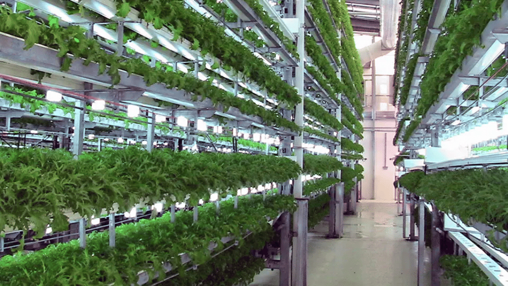 Know about all the plants that can be grown successfully in Aeroponics ...