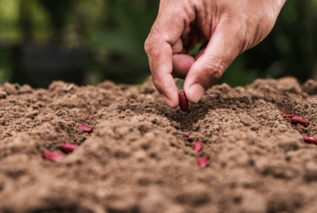 What are the Different Methods of Sowing Seeds?