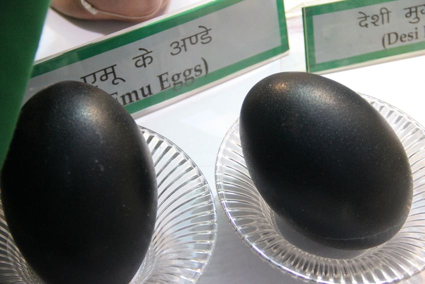 Emu eggs on display