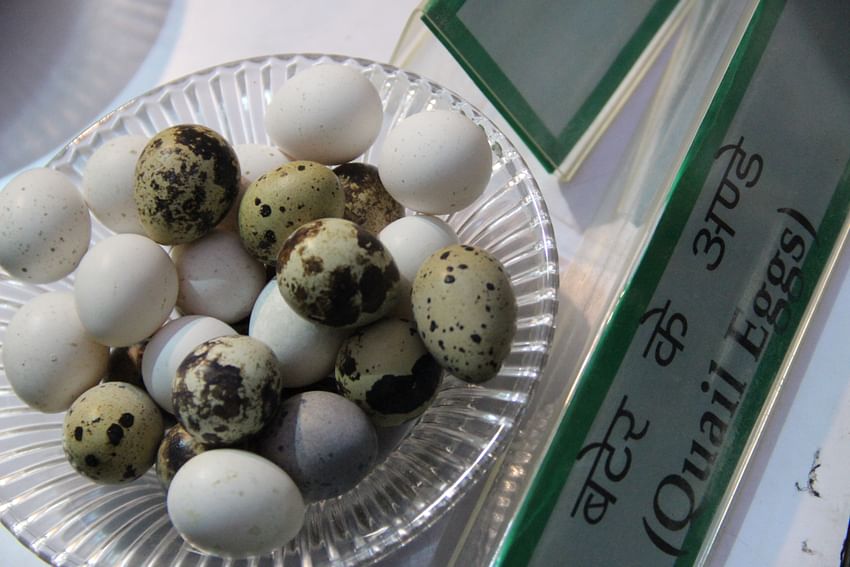 Quail Eggs on display