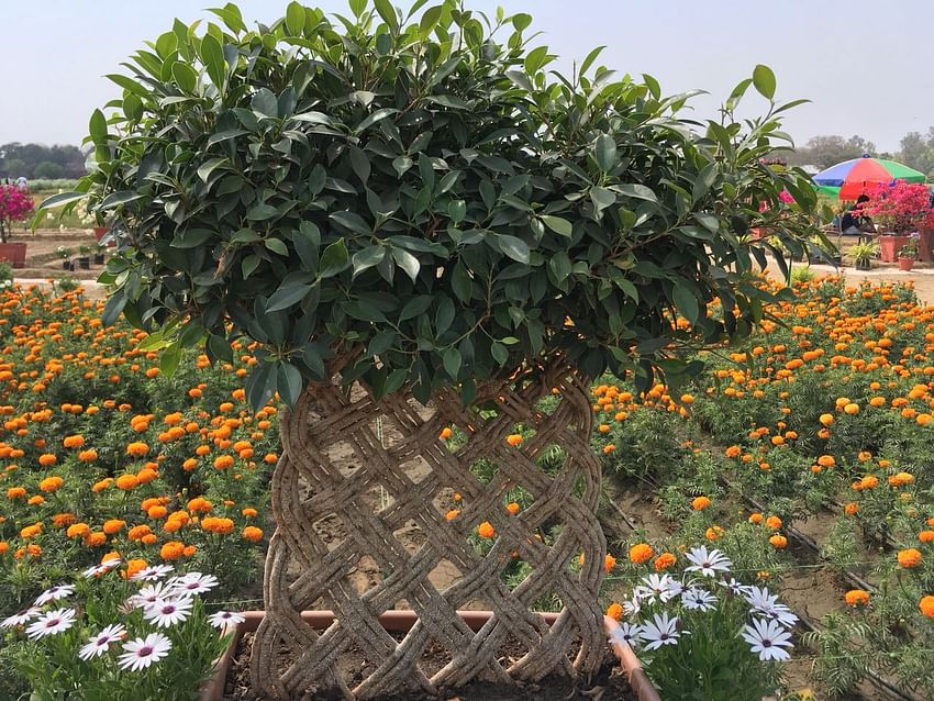 ornamental grass with marigold background