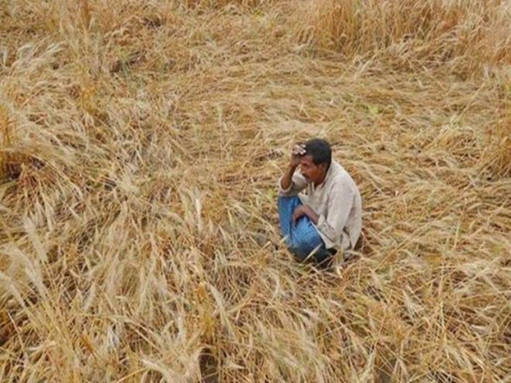 Unseasonal Rains and Hailstorms Damage Rabi Crops in Maharashtra