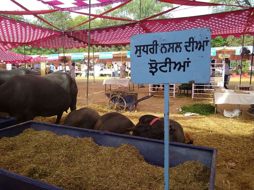 Other Pic of Kisan Mela