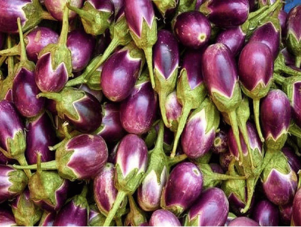 New Nutrient-rich Tomato and Brinjal Varieties Developed; Suitable for ...