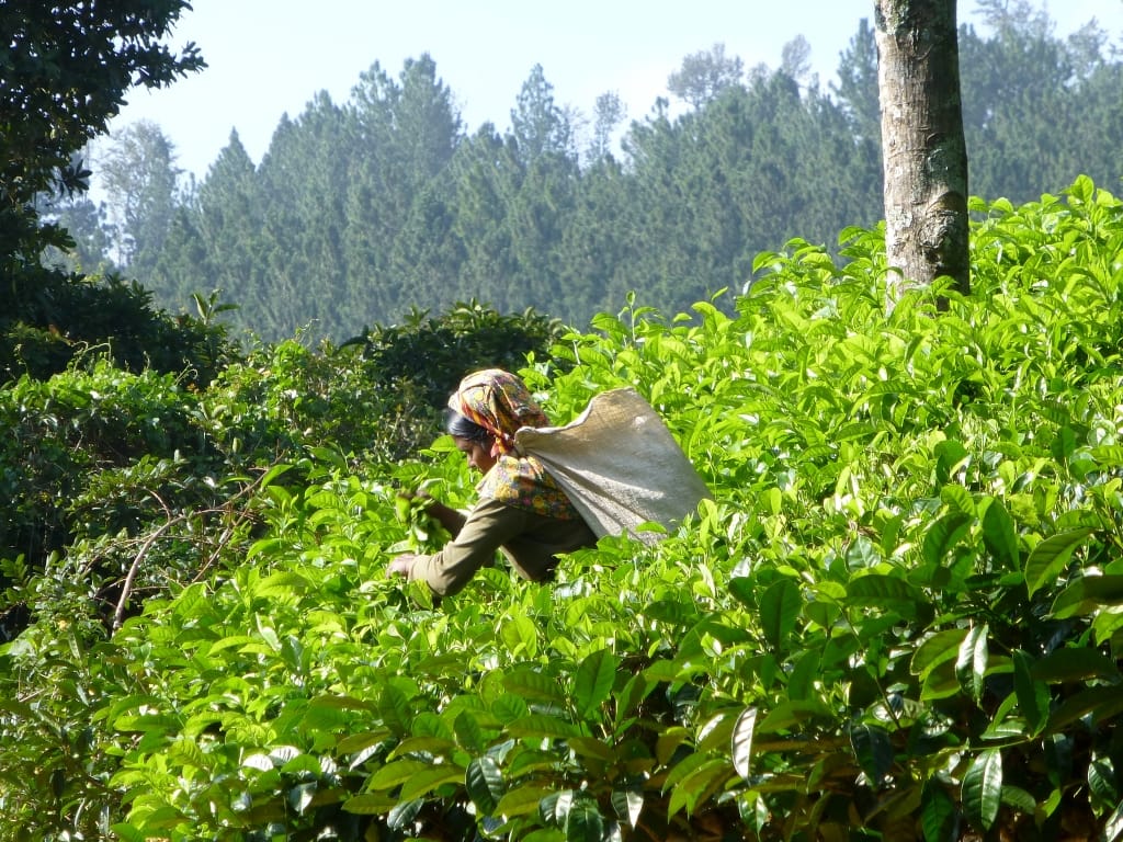 Understanding the History and Importance of International Tea Day