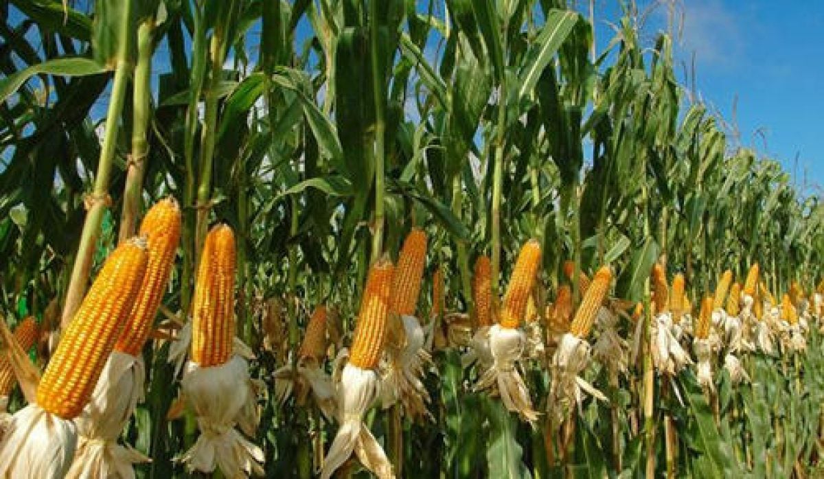 Maize Busa Assam’s First Ever Maize Export to Bangladesh