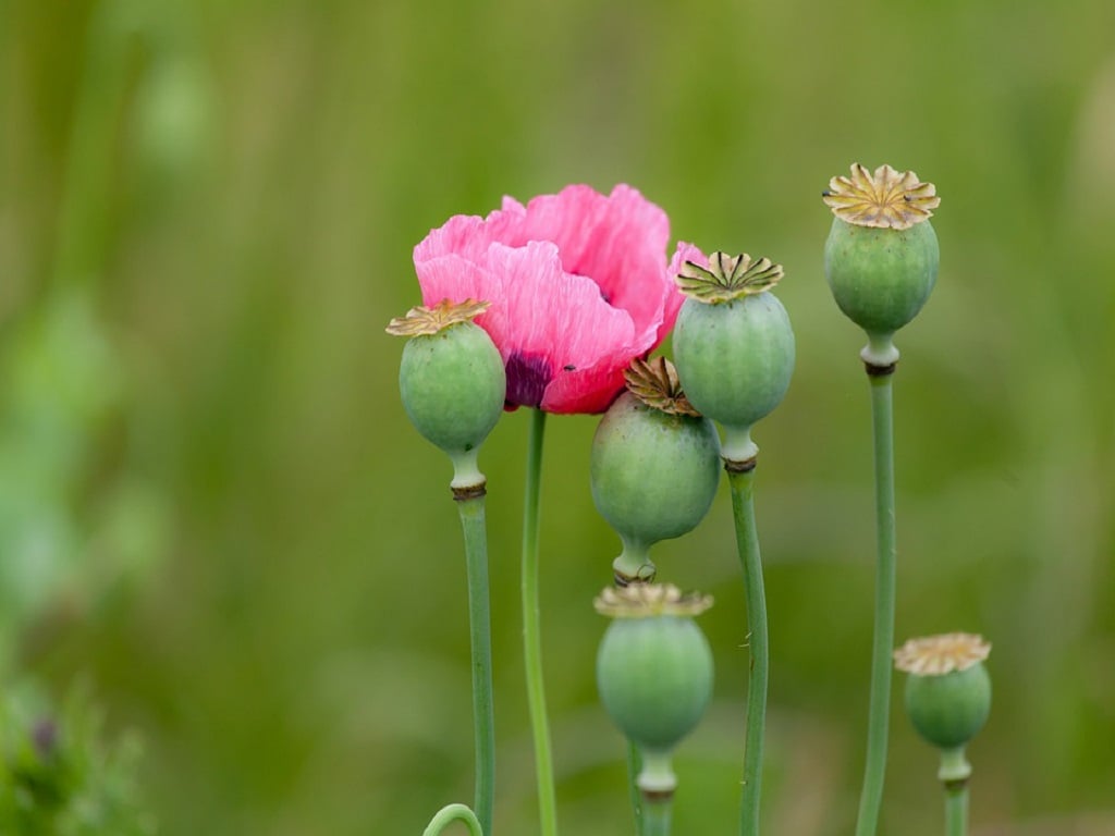 Affeem Opium Poppy Cultivation in Afghanistan – Important Facts