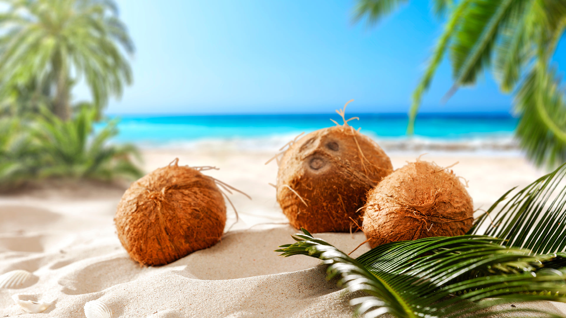 Why Do We Celebrate World Coconut Day?