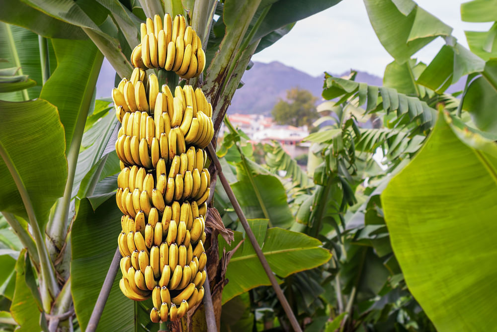 Earn up to Rs 8 Lakh from Banana Farming; Know Cost & Profit Details