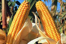 What are Bt Crops? Introduction, Types & Advantages